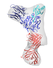 Antibody-antigen complex fitted into the EM density map